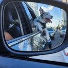 Dog Seat Belt Pet Safety Seat Belt Adjustable Strap For Small Dog   Large Dog