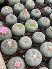  2pcs 4-5cm Rarecactus Succulent  Plant Beautiful Home Garden Plant Seedgrowth