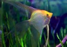 Gold Angelfish  pack - 4  Live Fish For Aquarium  Free Shipping