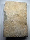 Aphelecrinus Crinoid Fossil Alabama Bangor Limestone Mississippian Pinnules 1f