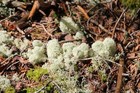 Live Reindeer Moss 3 Clumps 