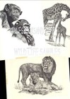  191 Red Tail Hawk Wild Bird Art Print Pen And Ink Drawing By Jan Jellins