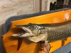 37    Northern Pike Taxidermy Mount