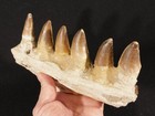 Big  Mosasaurus Skull Bone Fossil With Six  Tooth Fossils Morocco 772gr