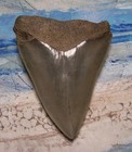 Megalodon Shark Tooth 4 7 16  Sharks Teeth Big Jaw Fossil Real Georgia Serrated