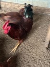 10  Assorted Hatching Eggs Full Blooded   Npip Certified 65-2305 