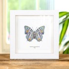 Baeotus Amazonicus Butterfly In Box Frame From Peru