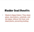 10  Live Bladder Snails - Algae Eater  Feeder Snails  Puffer Food  Free Shipping