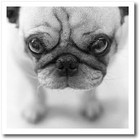Ht_11177_1 Pug Iron On Heat Transfer  8 By 8-inch