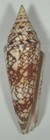 Conus Clytospira 125 45mm Super Choice Specimen Kollam  S w  India 2025