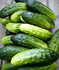 40 Heirloom Homemade Pickles Cucumber Seeds - Nongmo   Organic