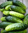 60 Heirloom Homemade Pickles Cucumber Seeds The Perfect Homemade Pickle Cucumber