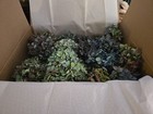 16  Dried Hydrangea  Blue  Green  Purple  Cream Diy Wedding Rustic Farmhouse
