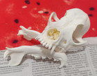 Taxidermy Real Animals Skulls  Real Bones Specimen  Taxidermy Supplies For Scien