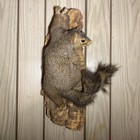 Vintage Taxidermy Grey Squirrel On Tree Log Mount Wall Hanging
