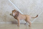 Retired Schleich Lion Young 14374 Wild African Big Wild Cat 2008-2012 Toy Animal