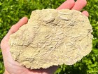 Big Fossil Sea Urchin Plate With Spines Matrix Echinoids Cretaceous Morocco