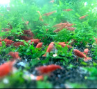 10 1 Live Fire Red Freshwater Aquarium Shrimp Neocaridina  Easy Care