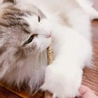 15 Pcs Catnip Sticks Organic Cat Chew Toys Natural Plant Matatabi Silvervine