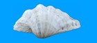 Authentic Giant Clam Shell Aquarium Display Tiki Bar Bowl Candy 12 75 X 9 75 