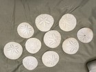 Sand Dollars Lot Of 10 Pacific Ocean Coast Seashell  2 5-3   