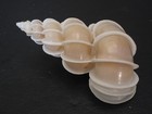 Beautiful   epitonium Scalare W o 50 2mm philippines Seashell