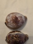 Beautiful Handcarved Cowrie Sea Shells 3 Inches Each Set Of 2