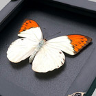 Real Butterfly Frame Taxidermy Insect Collection Display Gothic Art Decor