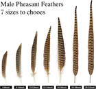 12pcs Natural Feathers Male Ringneck Pheasant Tails Feathers 8-10inch 20-25cm Fo