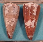 Conus Imperialis 2 Shells 48 49mm Nyanza Reef zanzibar Formerly Imp  Viridulus