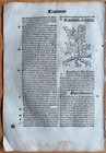 Post Incunable Leaf Hortus Sanitatis Woodcut Peony - 1511
