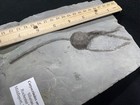 He-uge Fossil Cystoid Animal And Relative To Crinoid