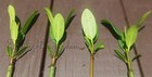 4 Xl Mangroves 12  Inches Plant-red Mangrove- Aquarium Saltwater Freshwater Tank