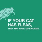 Tapeworm Removal Dewormer For Cats  3 Tablets Praziquantel