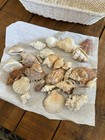Large Beautiful Sea Shell And Basket Assortment All Pictured Included 