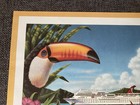 Vintage 1994 Fascination Carnival Cruise Lines Tom Szumowski 14x11 Toucan Print