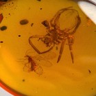 Spider   Neuroptera In Burmese   Burmite Amber Fossil   100  Genuine