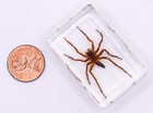 44mm Real Water Spider In Crystal Clear Lucite Resin Science Education Specimen