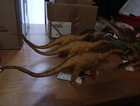 Lot Of 7 Schleich Dinosaurs Brand New W tags W w L  k 