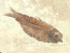 Scales  Rare 50 Million Year Old Knightia Alta Fish Fossil From Wyoming 1242gr