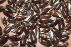 Black Olives Seashells  Jewlery Supply  Sailors Valentines  Beach Decor  Ss-144