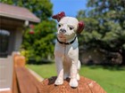 Cast Iron Rca Victor Nipper Dog Bank With Glass Eyes Bookend