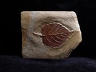 Crisp Leaf Fossil  Morton Co   North Dakota