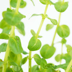 Buy2get1free Green Rotala Indica Potted Live Aquarium Plant