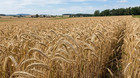 Non-gmo Cereal Rye Grain Seed  Winter Cover Crop  Soil Builder