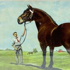 Rare 1911 Dr  Legear Medicine Co   largest Horse In The World  Quack Medicine Ad
