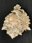 Rare Fossilized Murex Seashells home Decor Shells