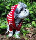 Dog Puppy Sweater Hoodie Size Xs Red White Striped By Petrageous Designs New