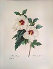 P  J  Redoute Flowers Hibiscus Syriacus Botanical Art Print Book Plate 54