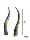 X-large Pair Of Longhorns    Real Horn   Natural Color   Rustic   24      p02